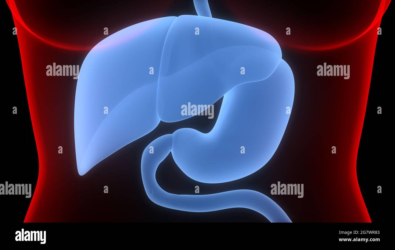 Organes internes humains système digestif Anatomie. 3D Banque D'Images