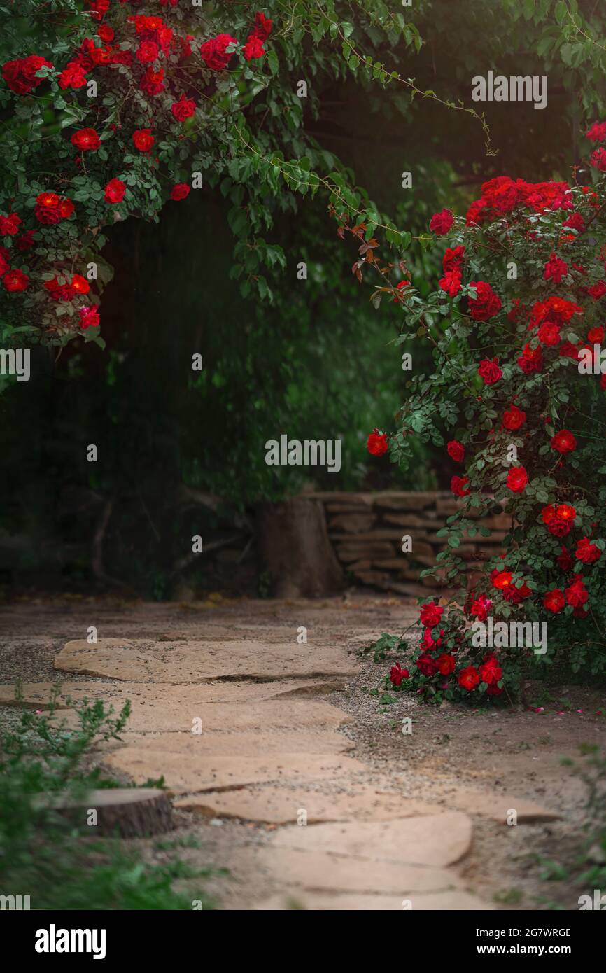 Beau jardin avec rosiers en fleurs en été Banque D'Images