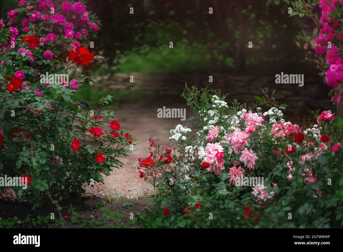 Beau jardin avec rosiers en fleurs en été Banque D'Images
