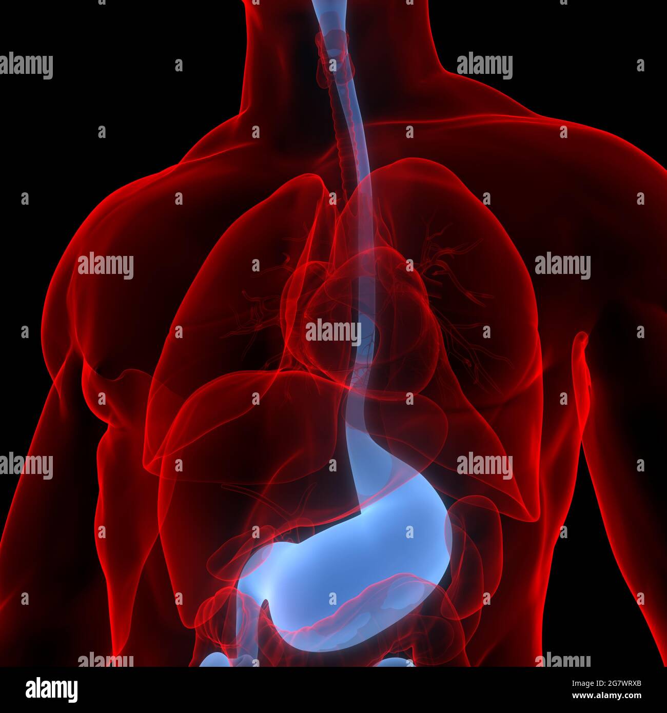 Organes internes humains système digestif Anatomie. 3D Banque D'Images