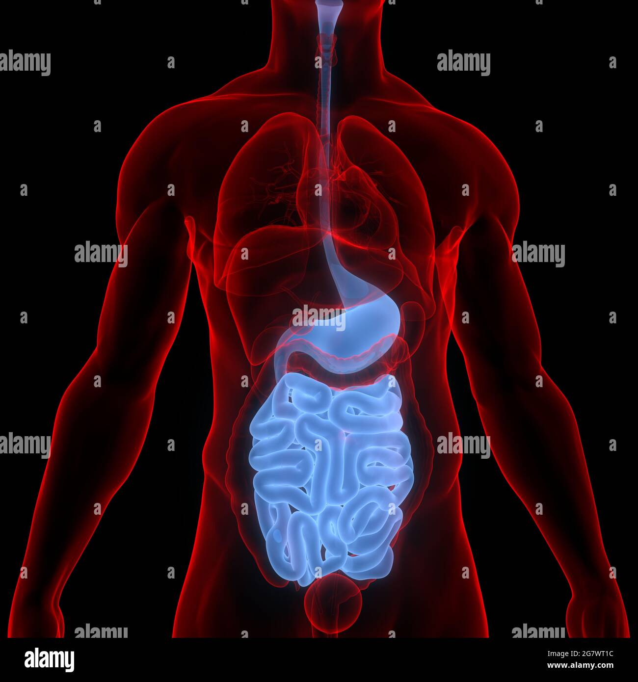 Organes internes humains système digestif Anatomie. 3D Banque D'Images