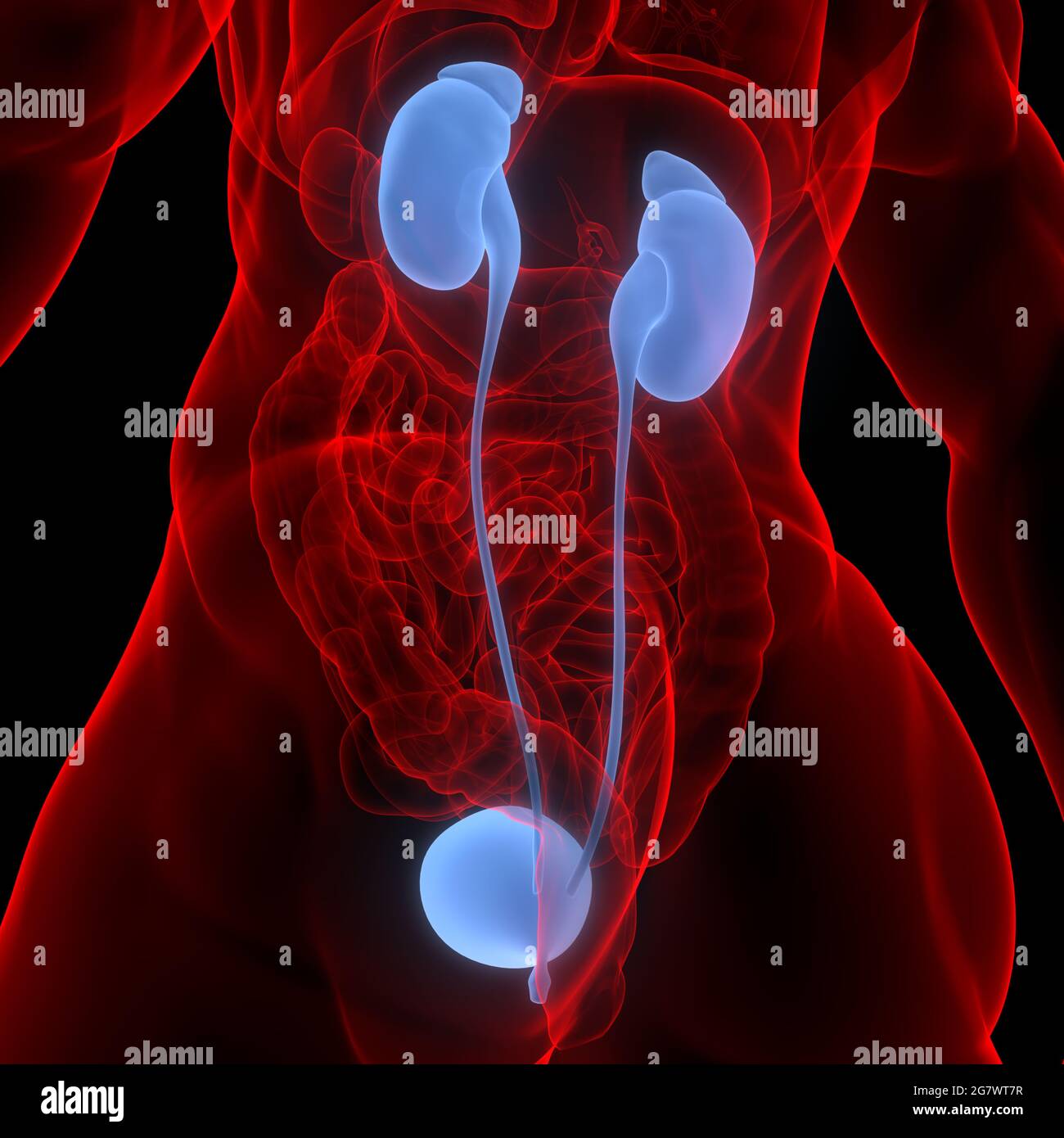 Organes internes humains système urinaire reins avec vessie Anatomie. 3D Banque D'Images