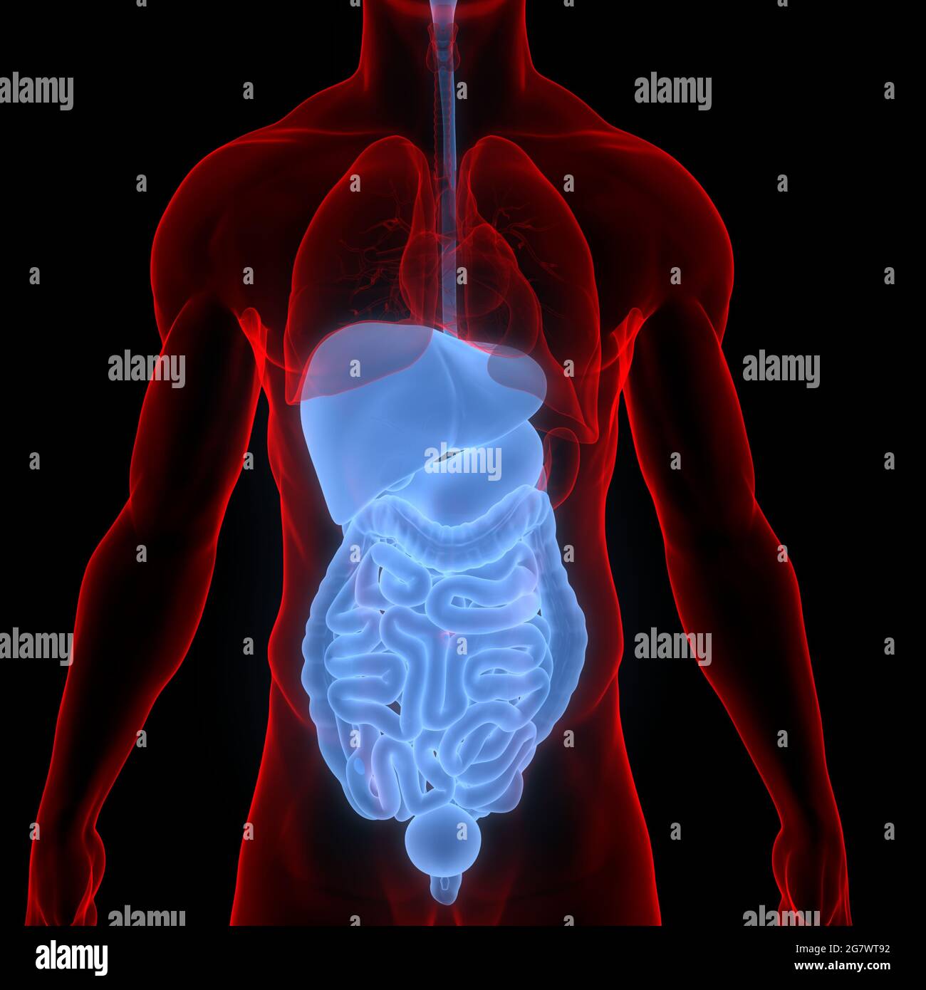 Organes internes humains système digestif Anatomie. 3D Banque D'Images