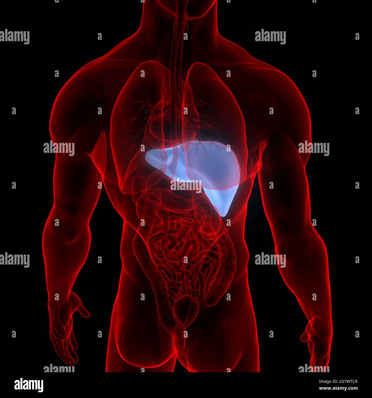 Le foie est une partie du corps humain organes internes Anatomie. 3D Banque D'Images