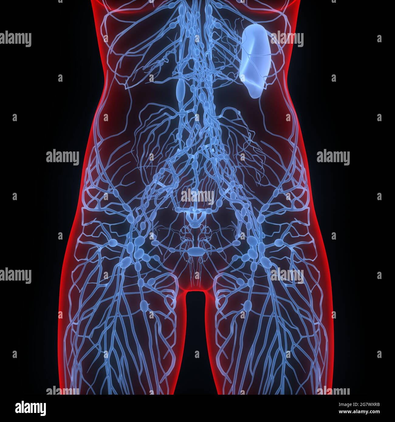 Les ganglions lymphatiques sont une partie de l'anatomie du système interne humain. 3D Banque D'Images