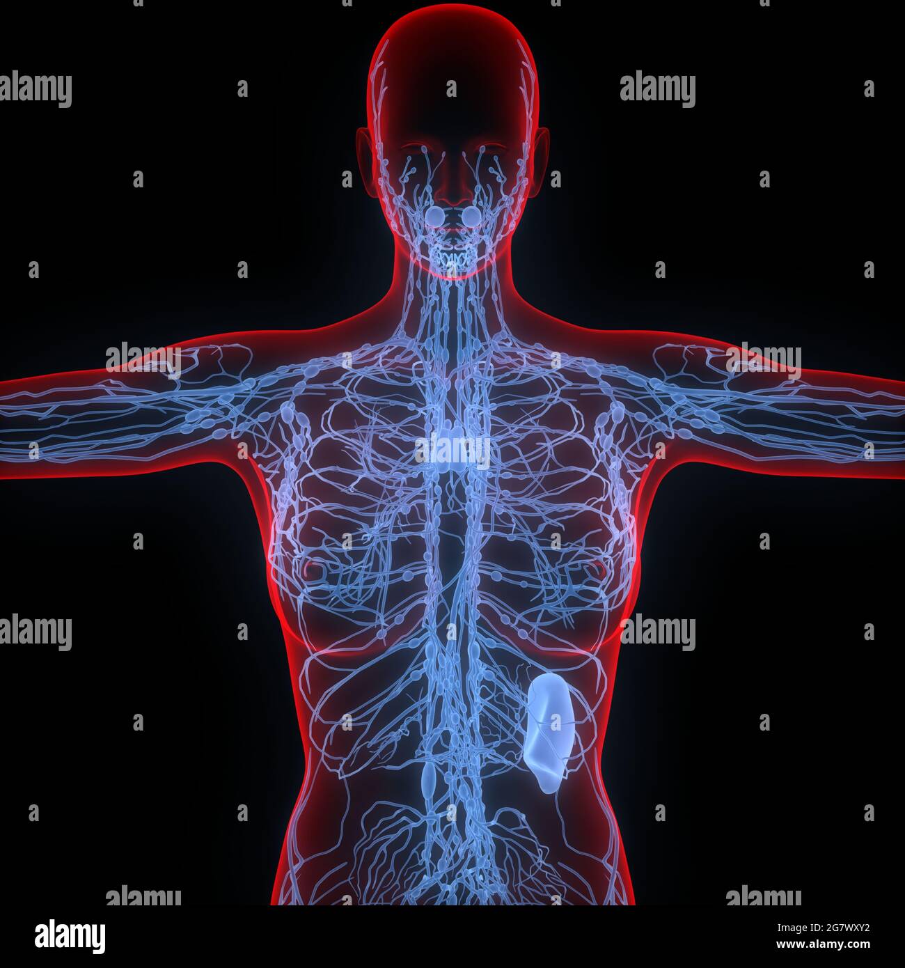 Les ganglions lymphatiques sont une partie de l'anatomie du système interne humain. 3D Banque D'Images