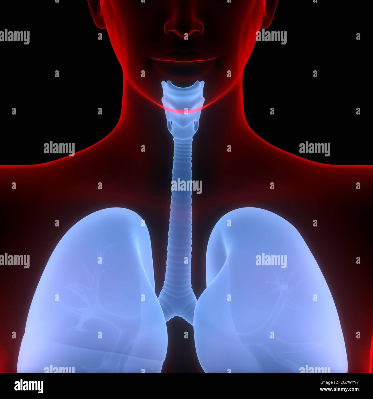 Poumons fait partie de l'anatomie du système respiratoire humain. 3D Banque D'Images