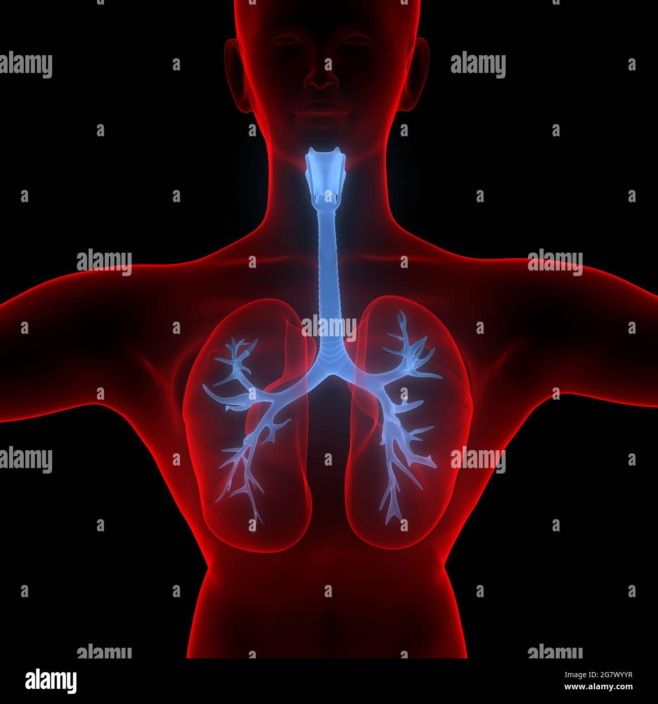 Poumons fait partie de l'anatomie du système respiratoire humain. 3D Banque D'Images