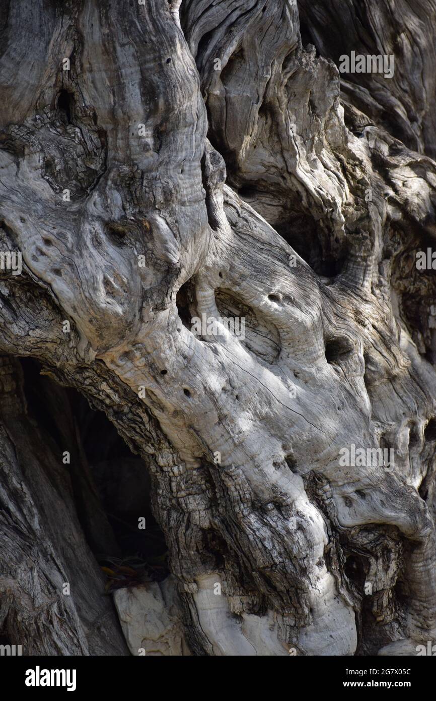 Olivier antique Banque D'Images