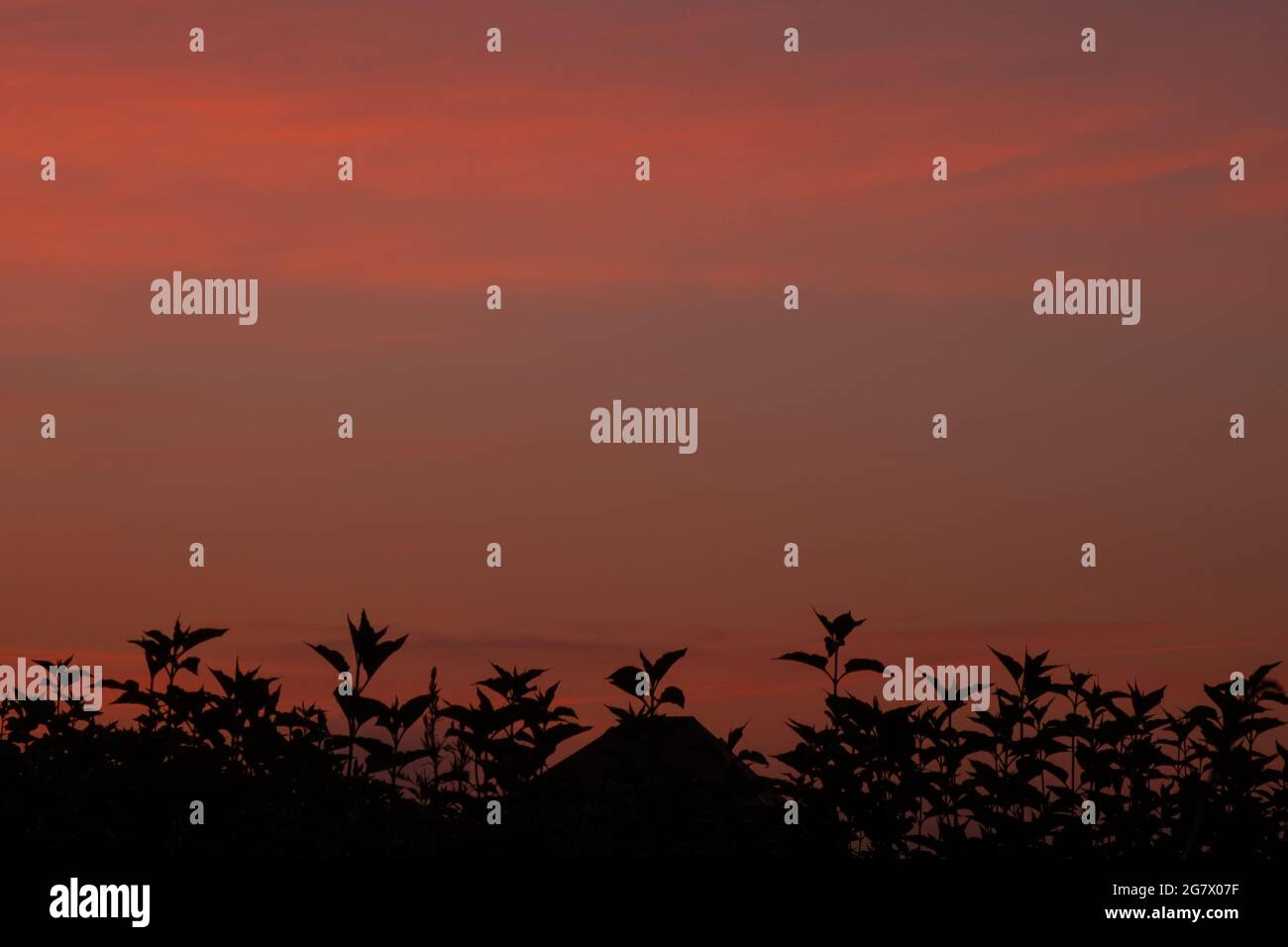 beau lever du soleil ciel orange violet couleur dans un champ de tournesols. Banque D'Images