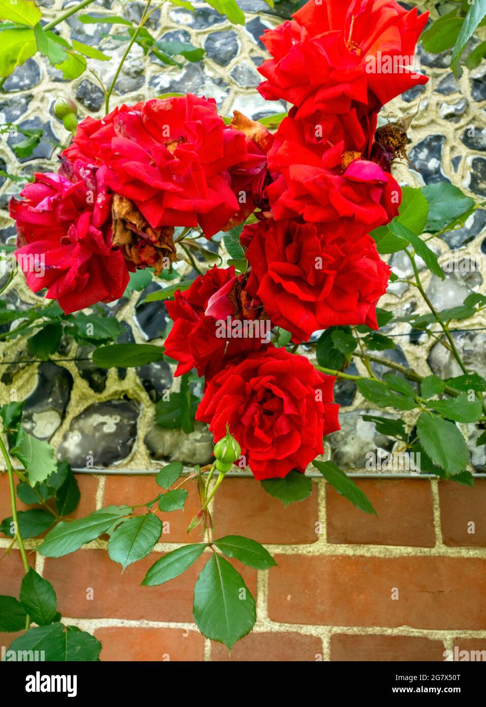 Escalade de roses rouges contre mur de briques royaume-uni Banque D'Images