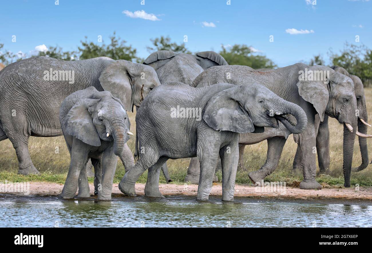 Les éléphants à un étang, Etosha National Park, Namibie, (Loxodonta Banque D'Images