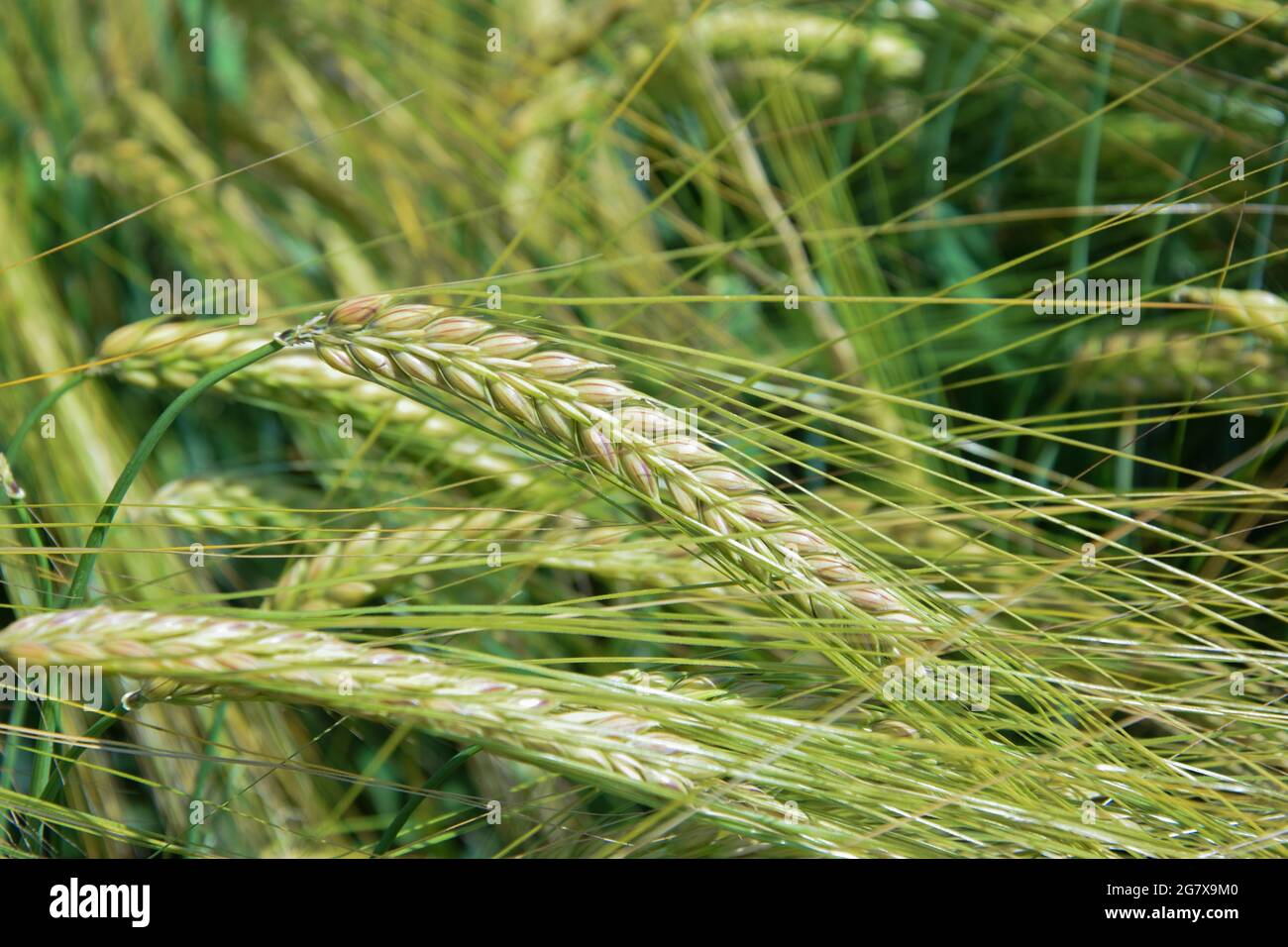 Champ agricole vert. Champ vert d'orge. Récolte verte ensoleillée. Les plantes cultivées balançant dans la brise d'été. Agriculture récolte grove. Croissance agricole Banque D'Images