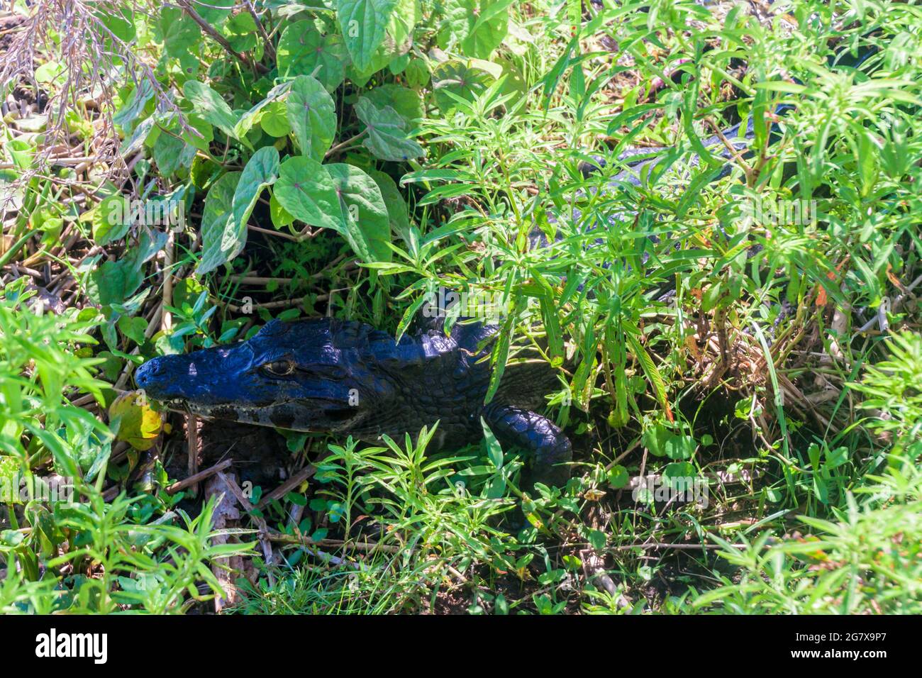 Yacar caiman (Caiman yacare) à Esteros del Ibera, Argentine Banque D'Images