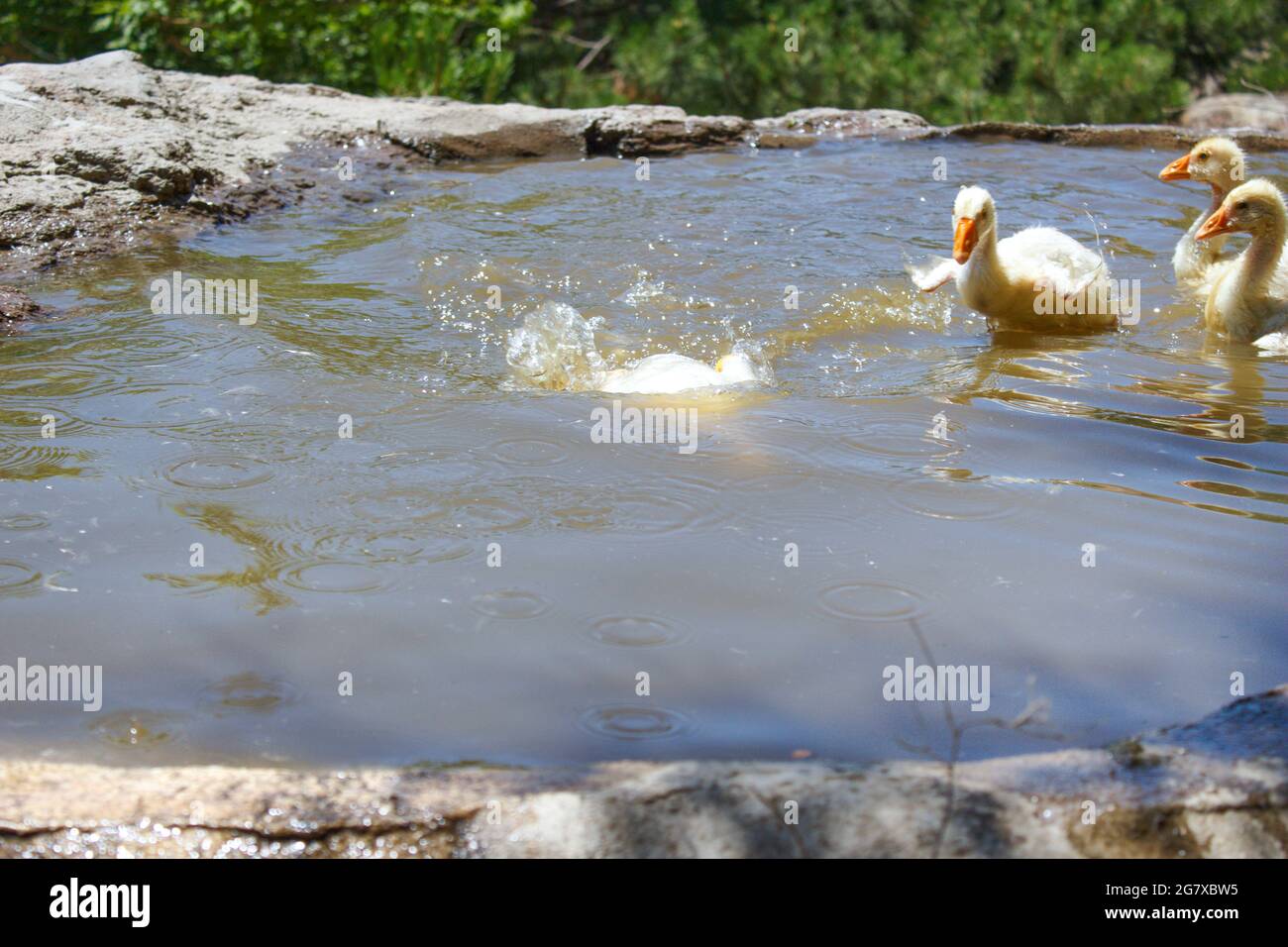 De petits oisons nagent dans l'eau. Photo d'arrière-plan de la faune. Bernaches. Banque D'Images