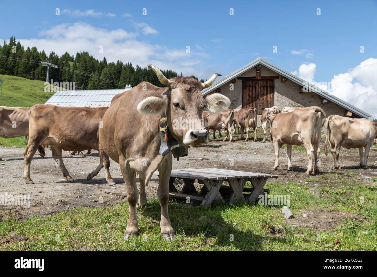 vache brune avec cornes sur une ferme suisse Banque D'Images