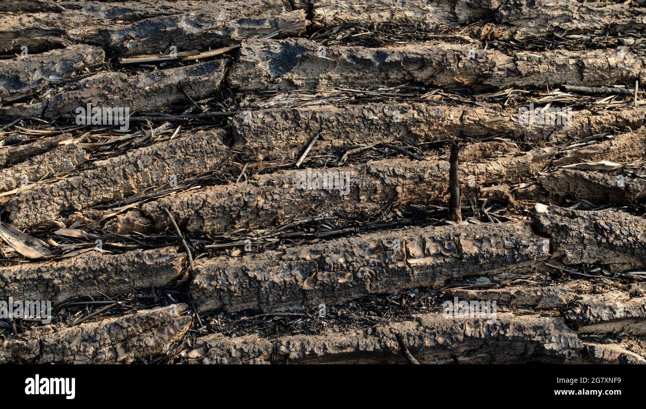 Texture d'arrière-plan en bois charré. Arrière-plan abstrait noir. Banque D'Images