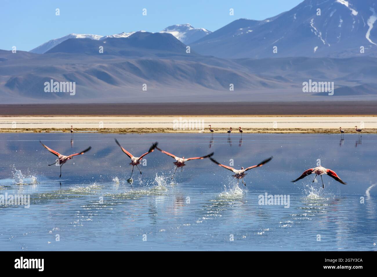 Un groupe de flamants roses volant au-dessus du lac de haute altitude avec paysage volcanique sur le fond dans les Andes, le désert d'Atacama, Chili Banque D'Images