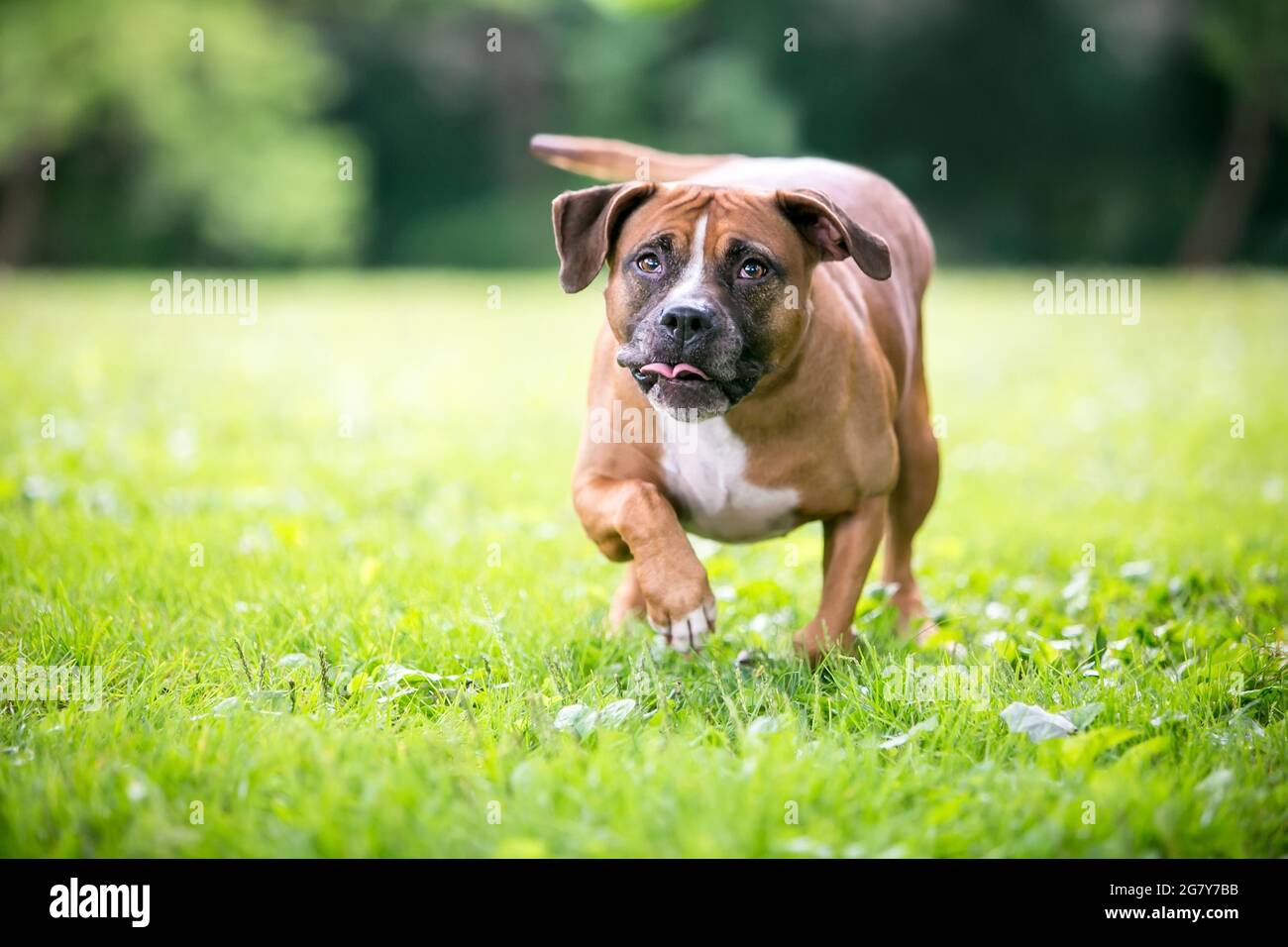 Un chien Boxer x Pit Bull Terrier mixte marchant avec une posture de crouped et un regard de concentration sur son visage Banque D'Images