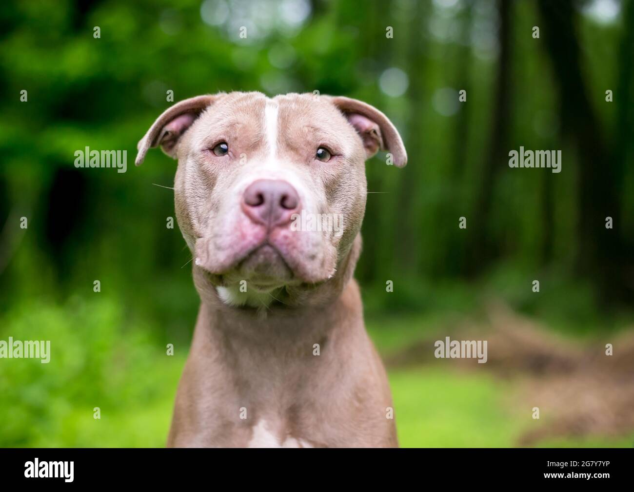 Un mignon chien de race mixte Pit Bull Terrier x Shar PEI en plein air Banque D'Images