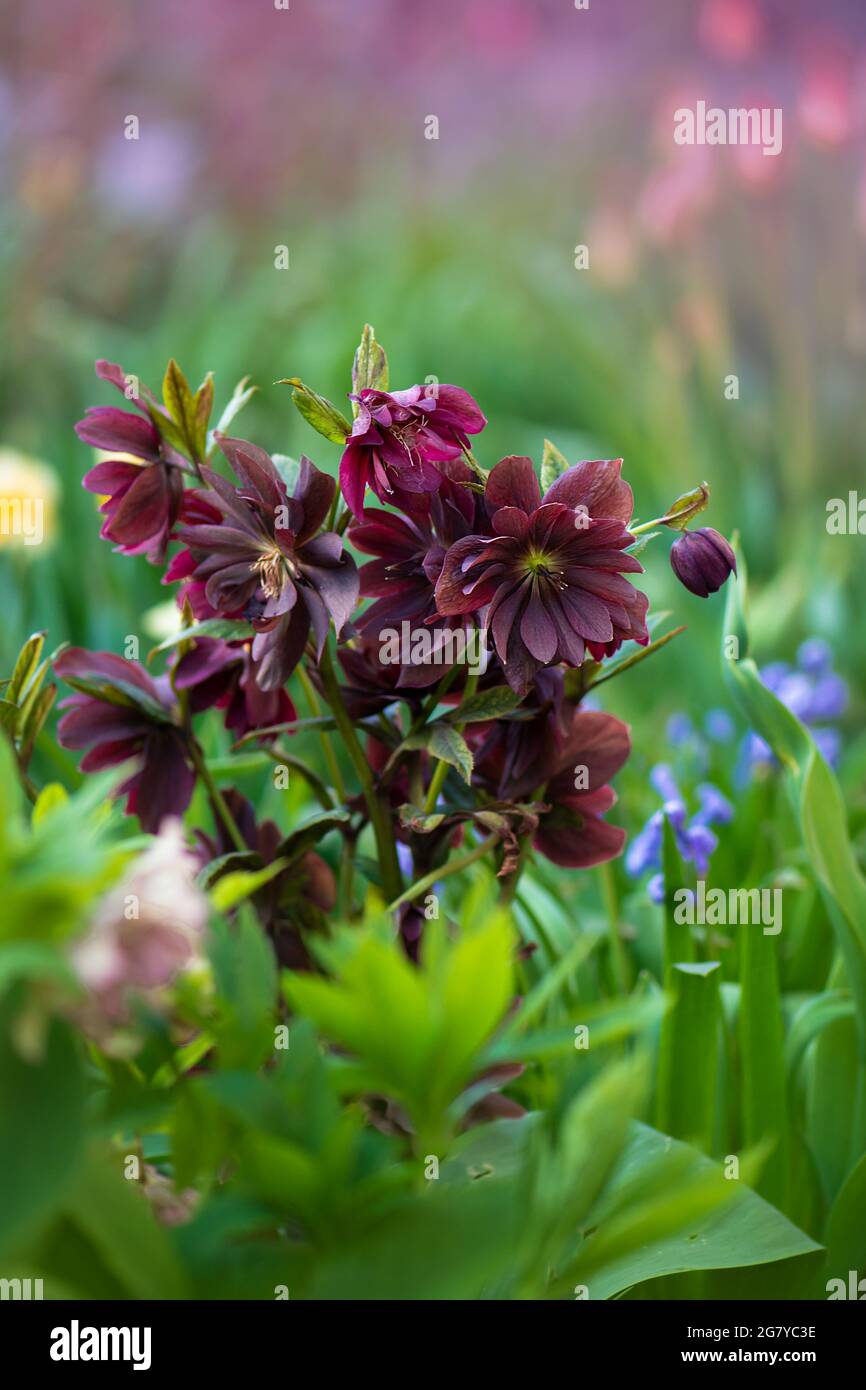 Helleborus orientalis Delila. Le Delila hellborus brun noir bordeaux fleurit dans le jardin de printemps. Banque D'Images