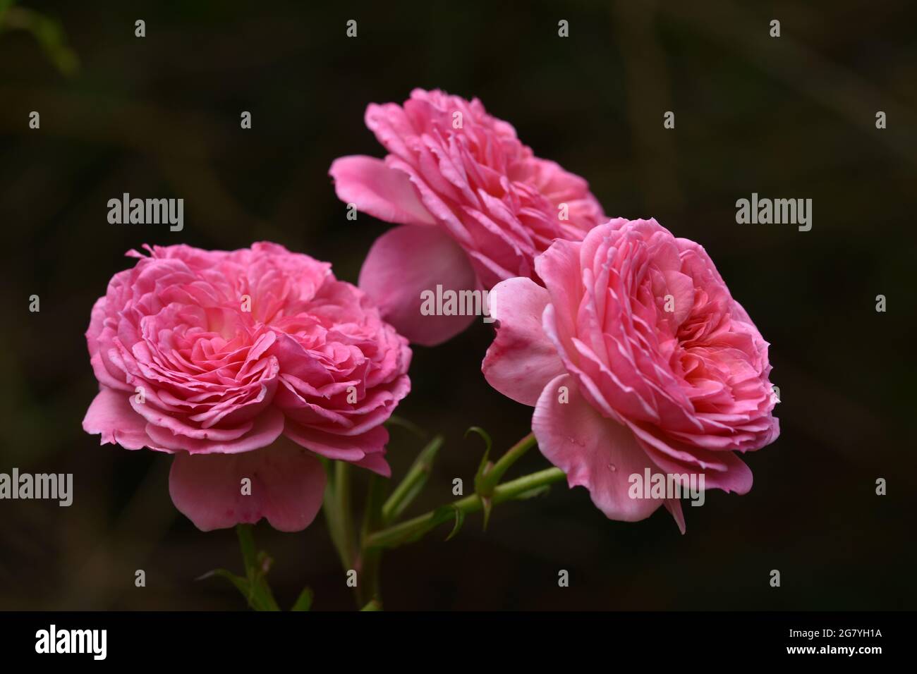 Trois magnifiques roses de jardin rose foncé avec un arrière-plan sombre vraiment flou Banque D'Images