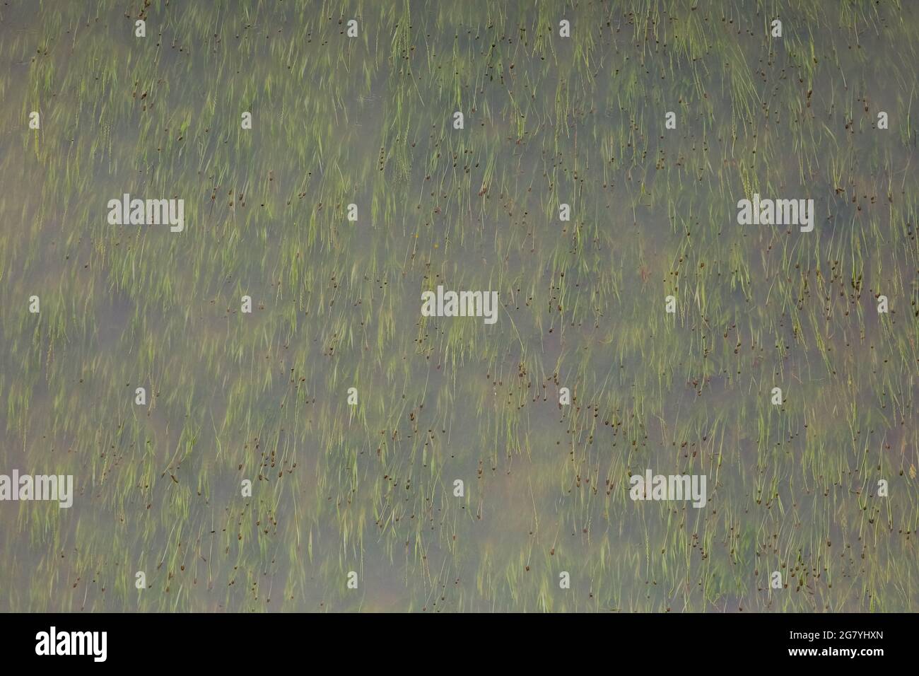 Hattingen, NRW, Allemagne. 16 juillet 2021. Un champ est complètement submergé dans l'eau.la Ruhr a inondé son remblai, ses champs et de nombreux jardins, sous-sols et propriétés près de la ville de Hattingen dans le district de la Ruhr en Rhénanie-du-Nord-Westphalie. Le NRW a été frappé par de terribles inondations, suite à de fortes pluies au cours des derniers jours. Plus de 80 000 personnes sont mortes jusqu'à présent lors des inondations en Allemagne. Credit: Imagetraceur/Alamy Live News Banque D'Images