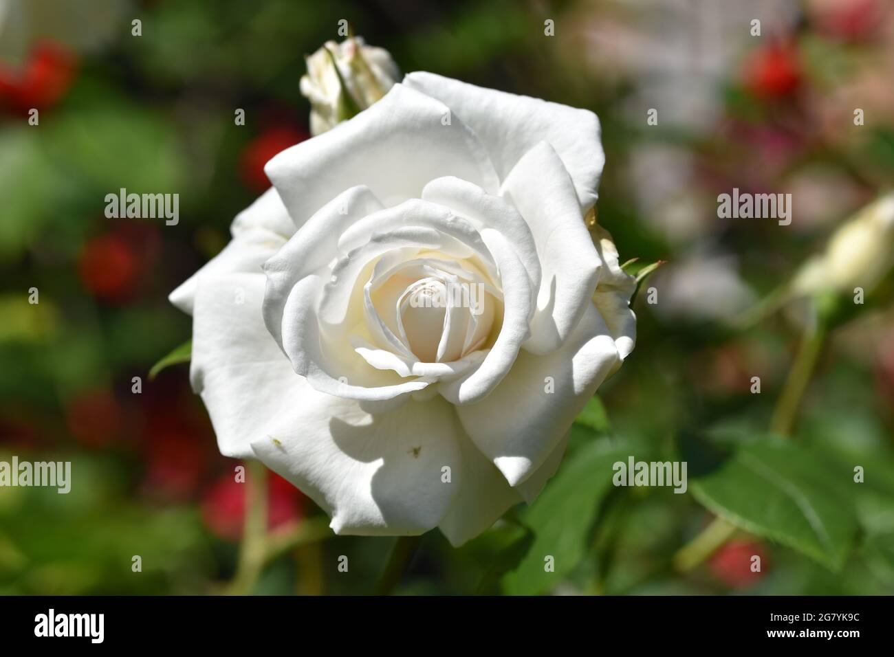 Un gros plan d'une belle rose de Chine avec la verdure du jardin comme arrière-plan Banque D'Images