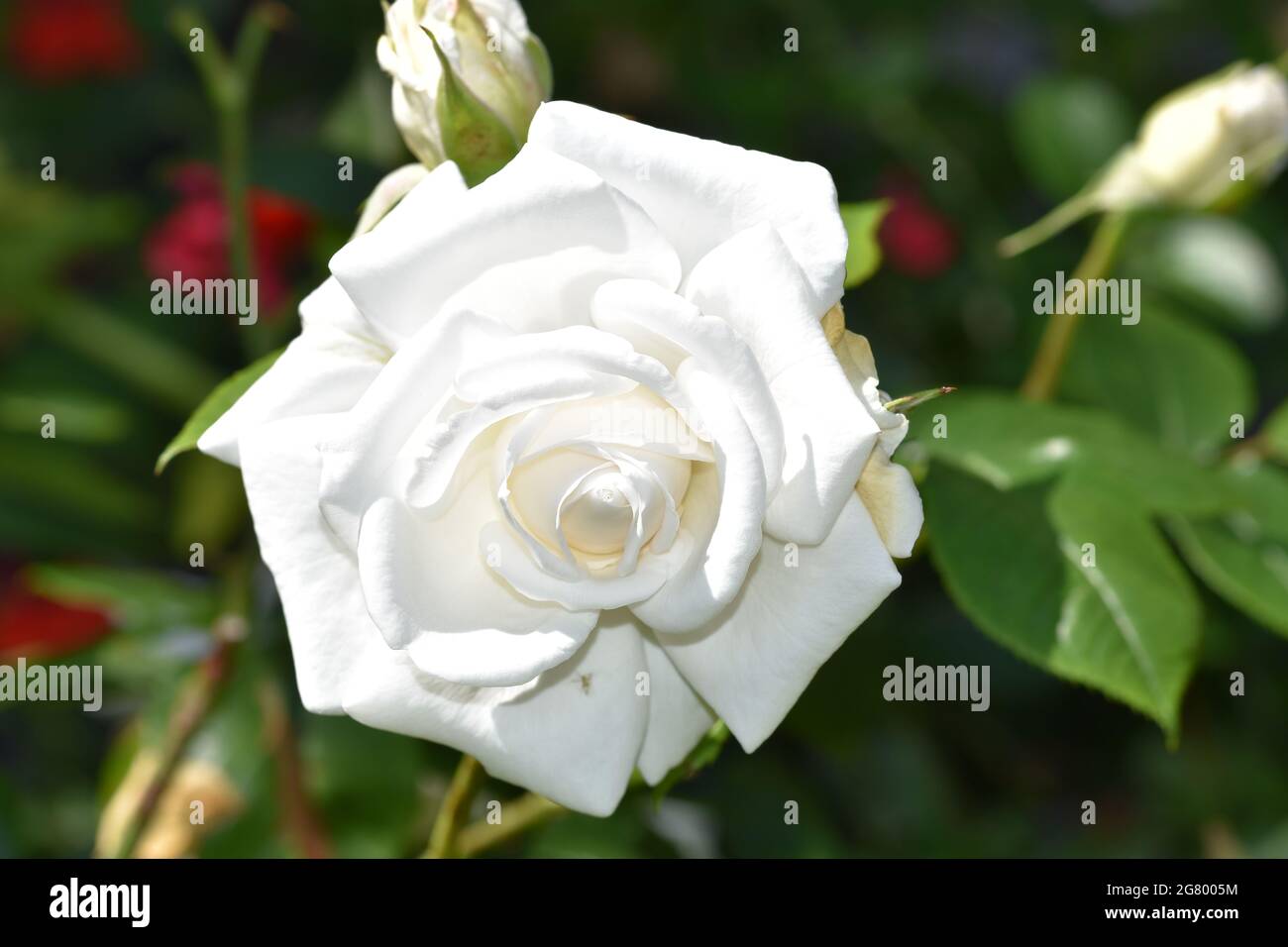 Une image d'un seul jardin de la rose de Chine également connu sous le nom de rose Bengale, une macro pic proche entouré de plantes et de verdure Banque D'Images