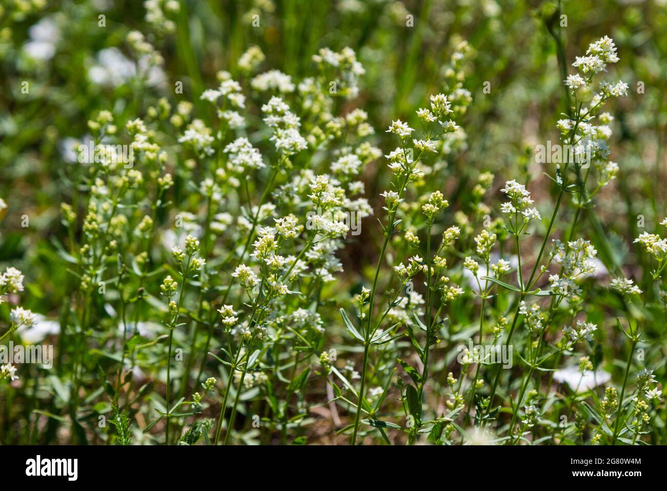 Haie de paille de lit ou de fausse haleine de bébé Galium mollugo fleurs Banque D'Images