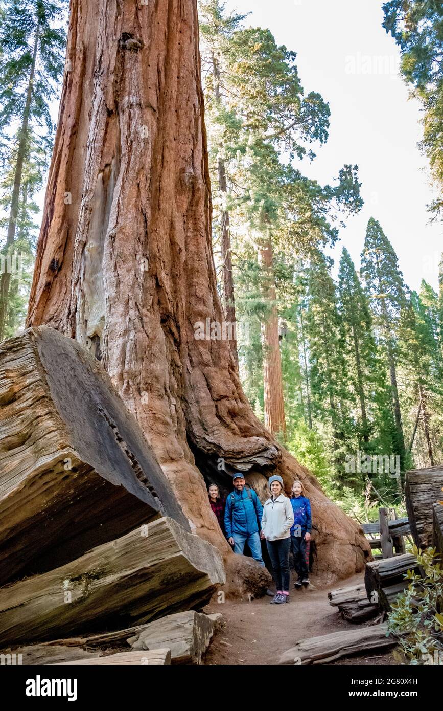 Une famille se tient dans l'ouverture à la base de l'arbre de l'Illinois, un séquoia géant à Grant Grove, parc national de Kings Canyon. Banque D'Images