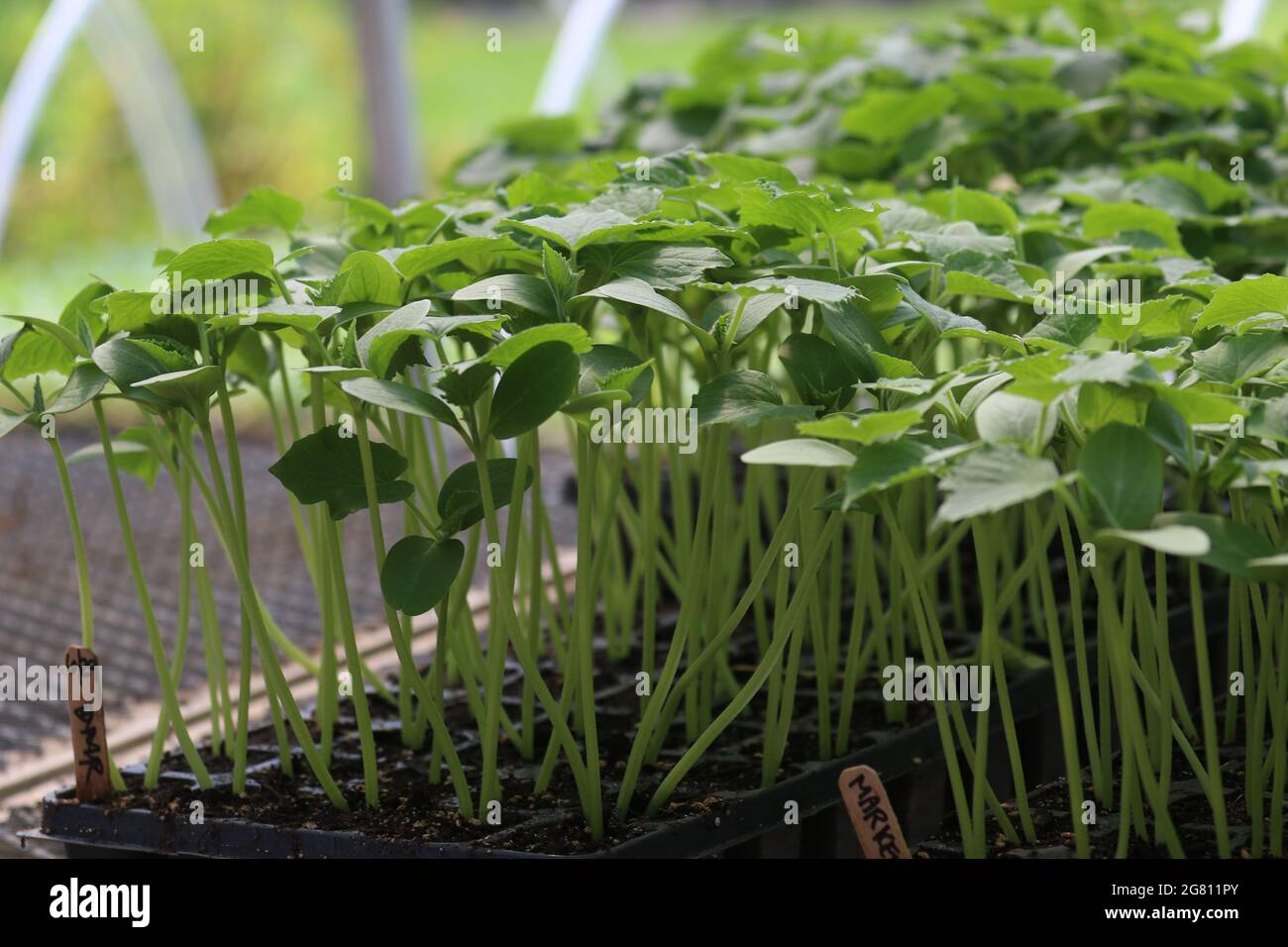 Semis de légumes poussant en serre dans une ferme biologique en été Banque D'Images