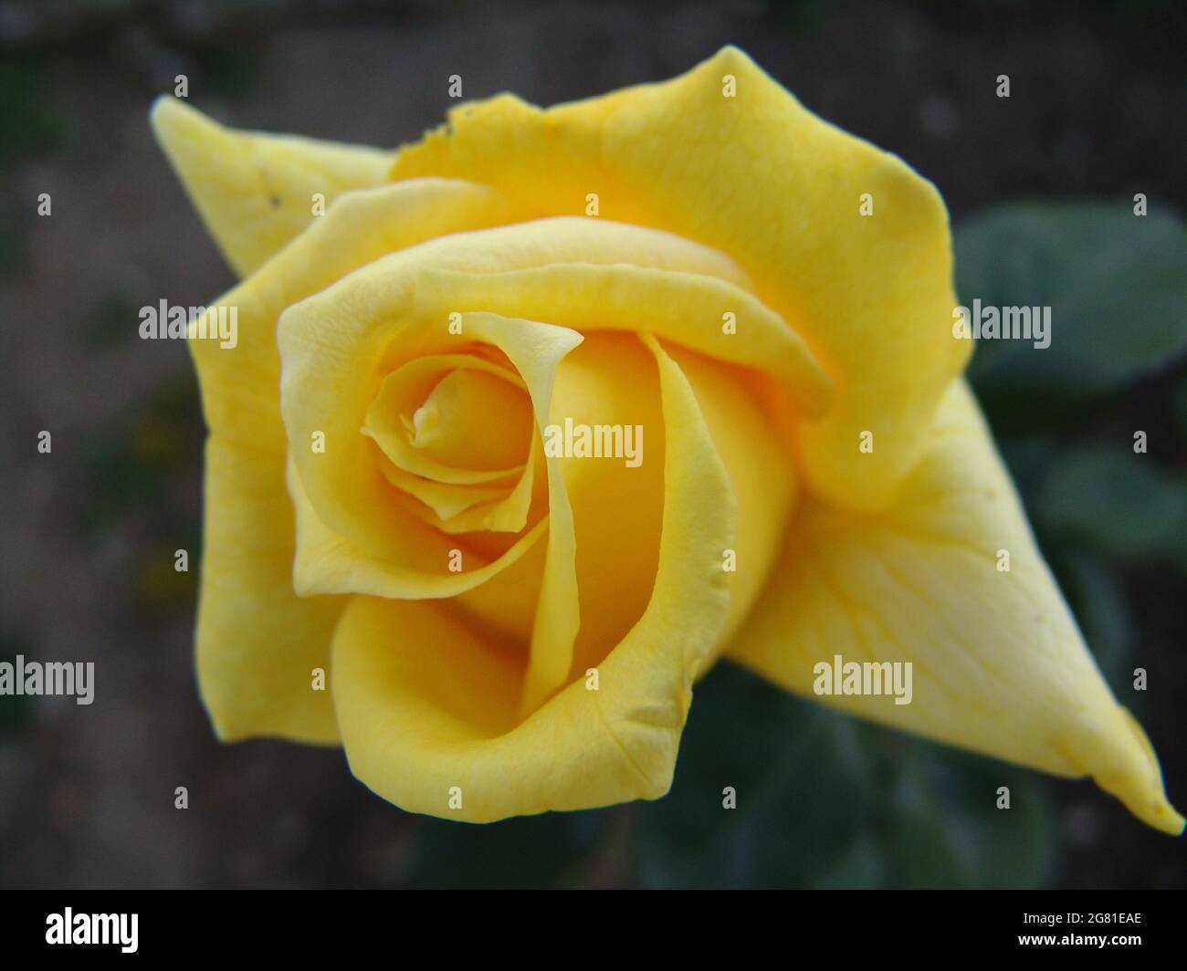 Gros plan d'une rose jaune du bengale en fleurs Banque D'Images