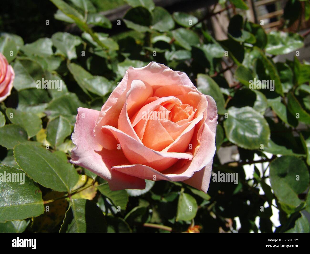 Gros plan d'une rose bengale rose Banque D'Images