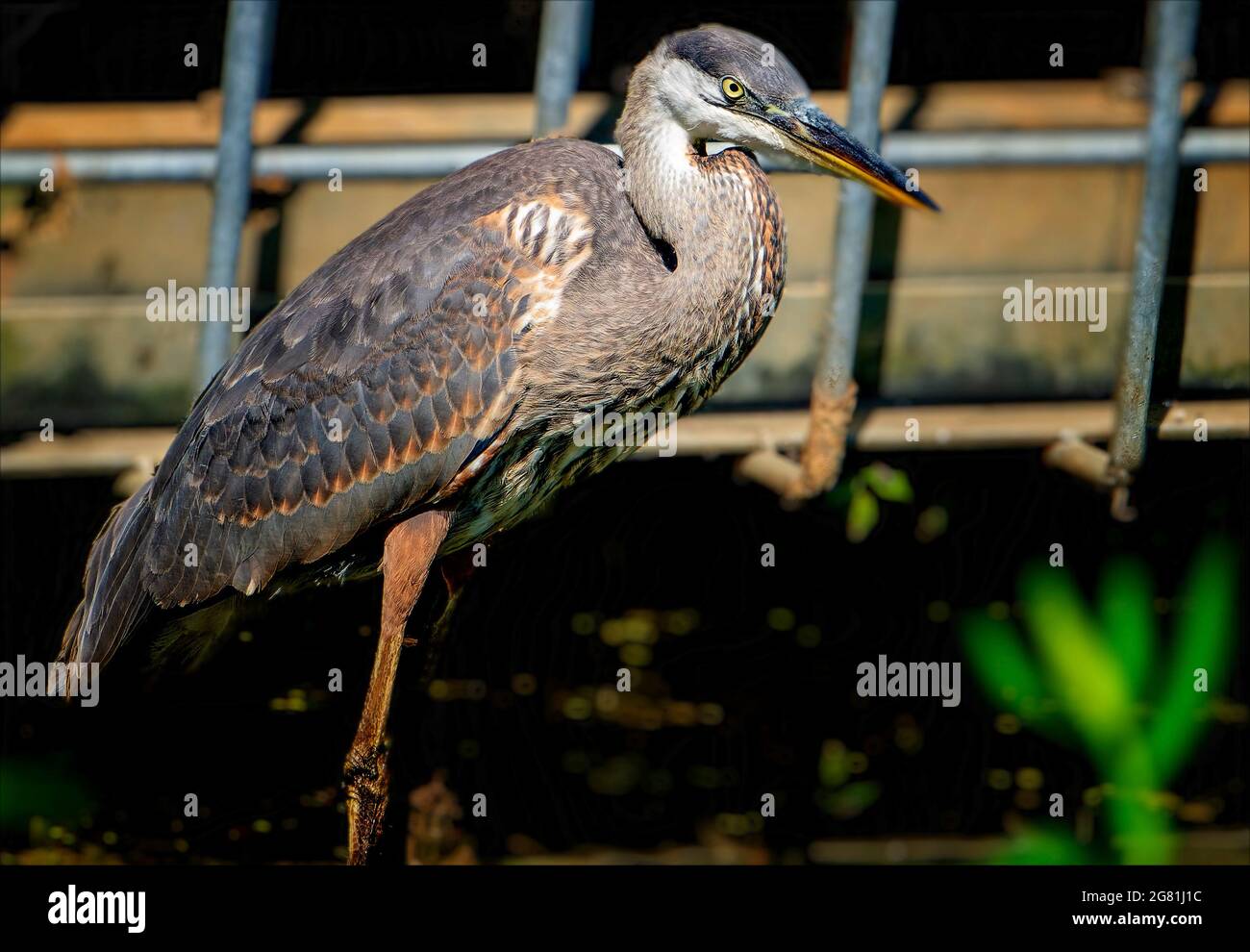 Blue Heron dans un étang à côté d'un drain de tempête Banque D'Images