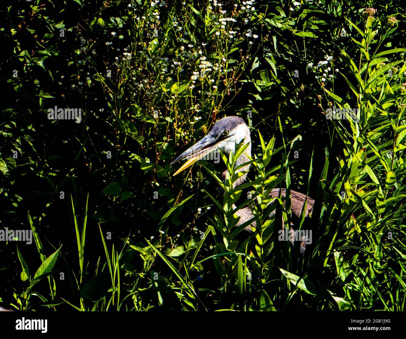 Héron bleu dans les roseaux autour d'un étang rural Banque D'Images