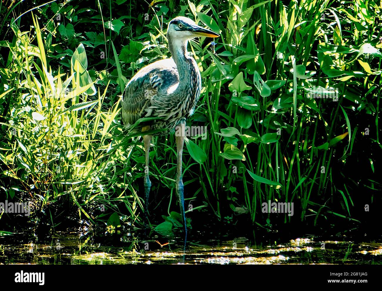 Héron bleu dans les roseaux autour d'un étang rural Banque D'Images