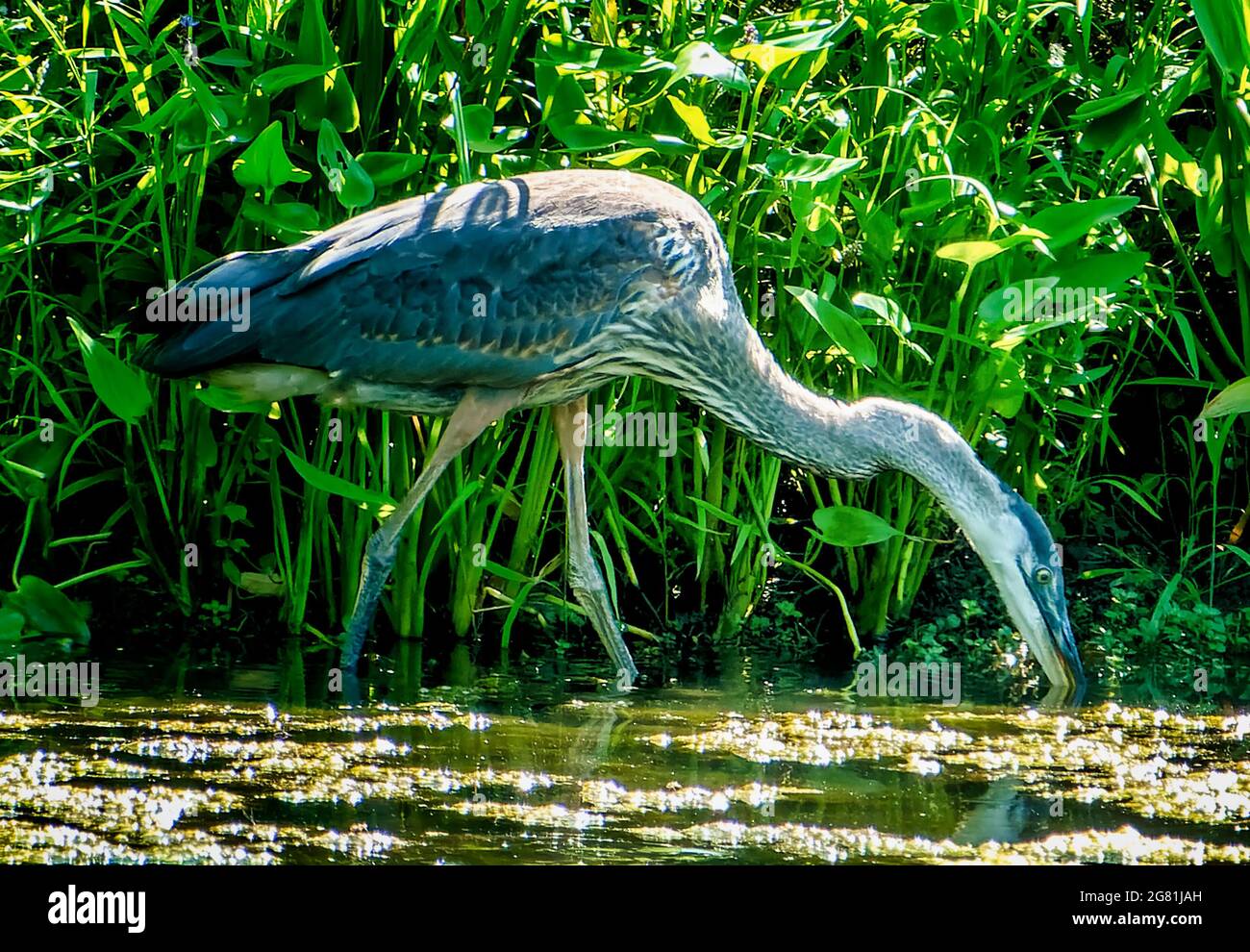 Héron bleu dans les roseaux autour d'un étang rural Banque D'Images