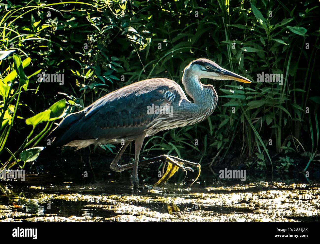 Héron bleu dans les roseaux autour d'un étang rural Banque D'Images