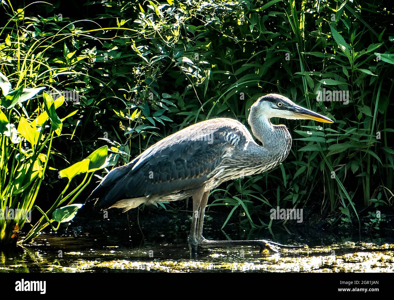 Héron bleu dans les roseaux autour d'un étang rural Banque D'Images