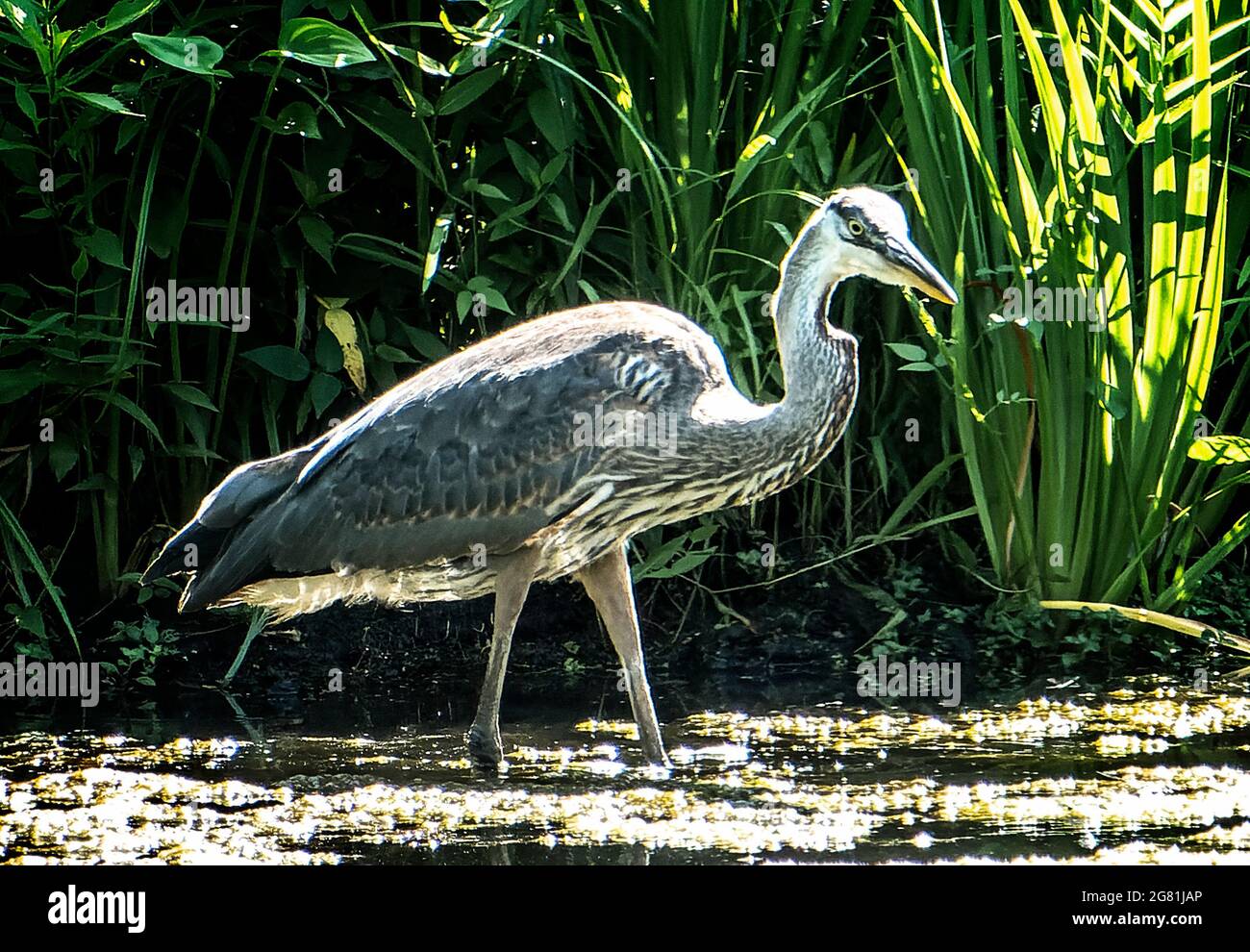 Héron bleu dans les roseaux autour d'un étang rural Banque D'Images