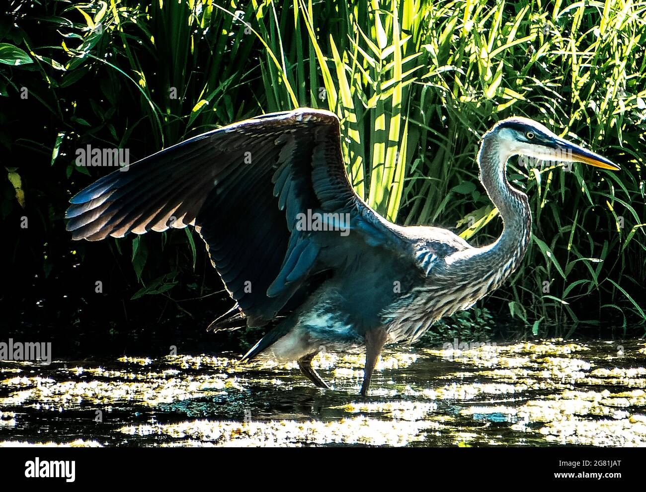 Blue Heron rabats ses ailes le long du bord du lac Banque D'Images