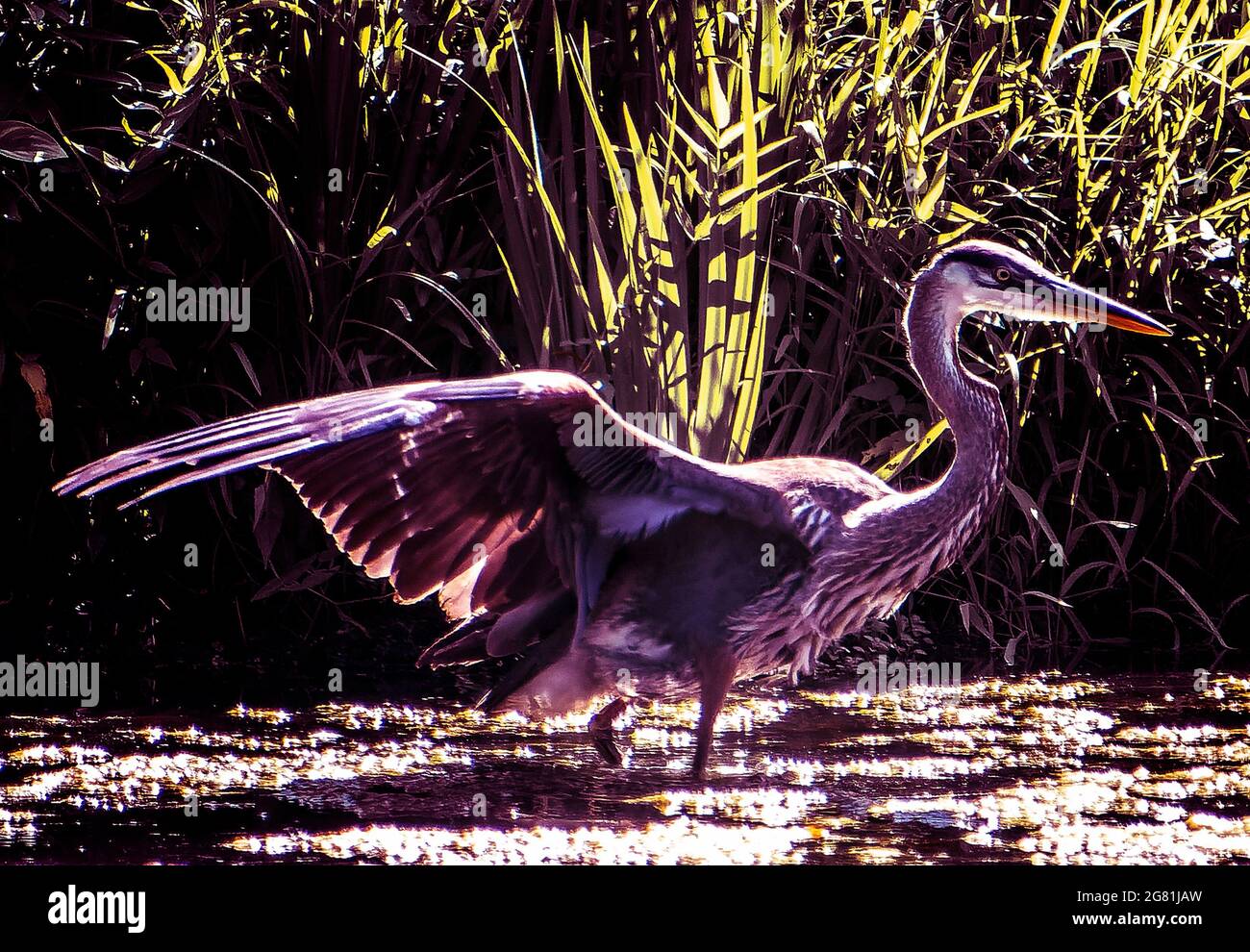 Blue Heron rabats ses ailes le long du bord du lac Banque D'Images