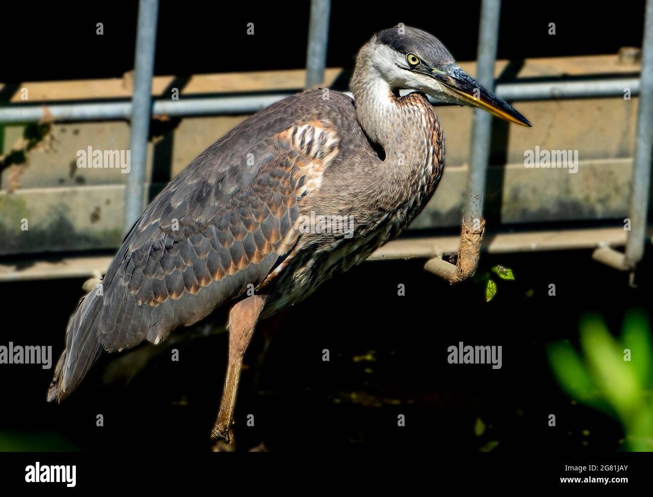 Blue Heron dans un étang à côté d'un drain de tempête Banque D'Images