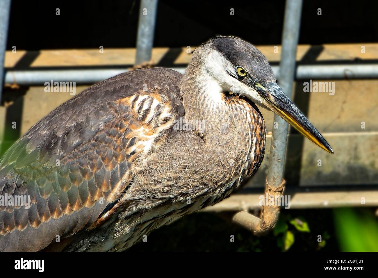 Blue Heron dans un étang à côté d'un drain de tempête Banque D'Images