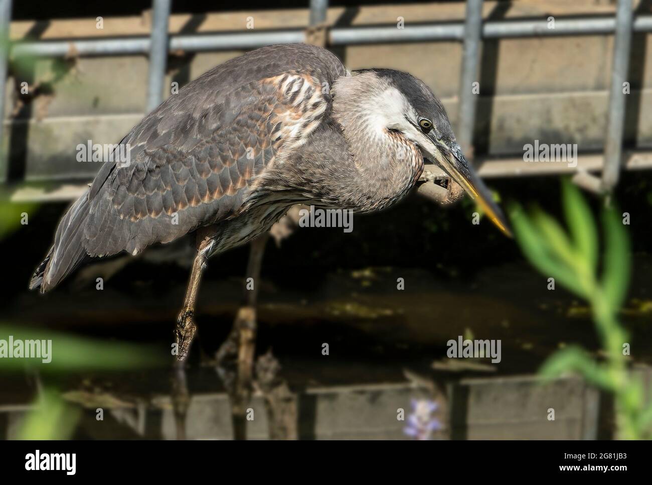 Blue Heron dans un étang à côté d'un drain de tempête Banque D'Images