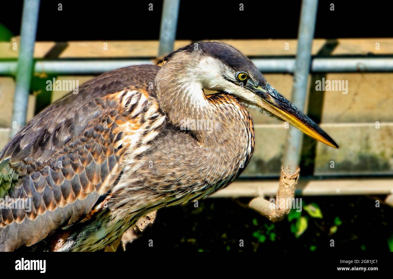 Blue Heron dans un étang à côté d'un drain de tempête Banque D'Images