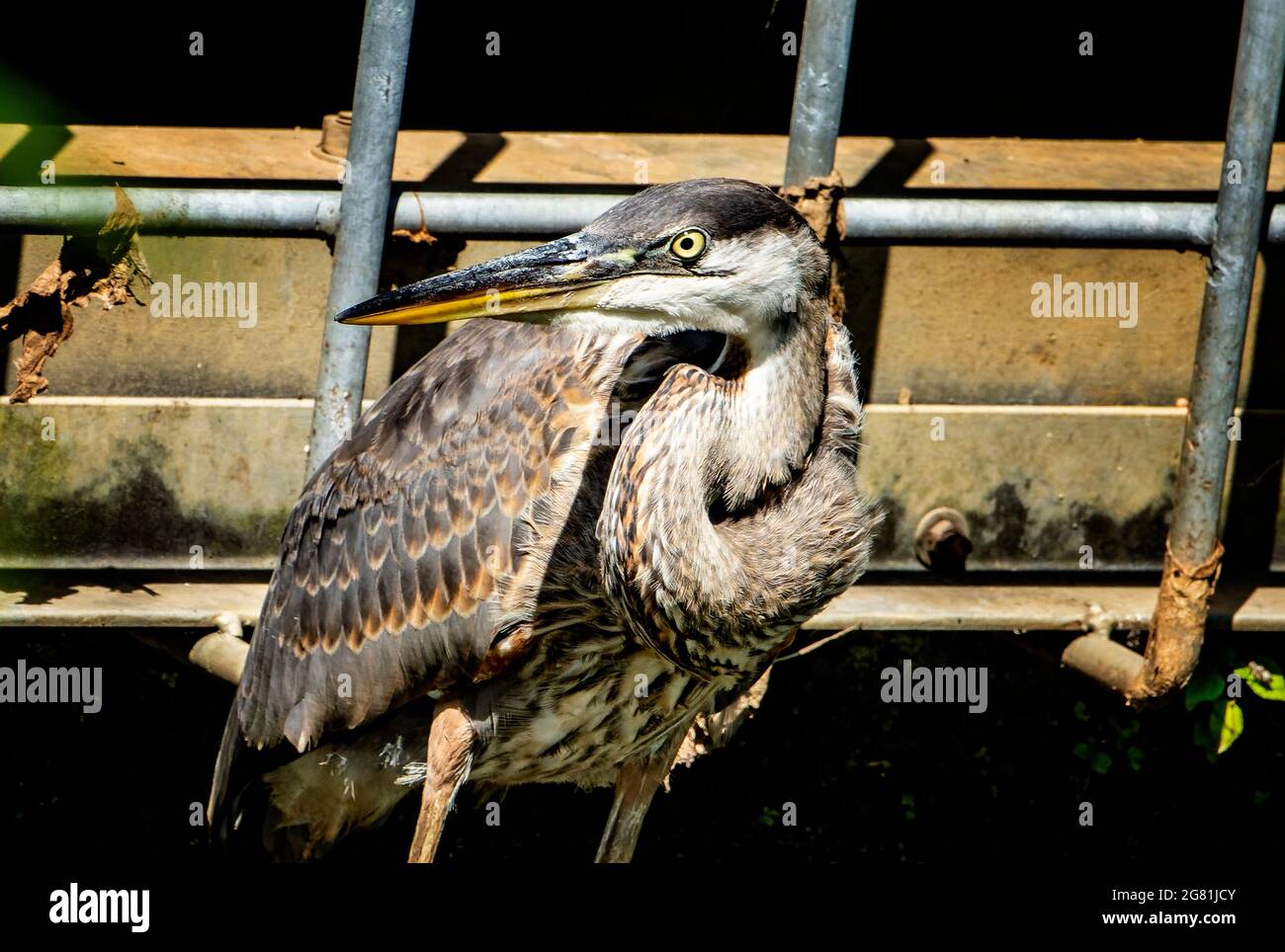 Blue Heron dans un étang à côté d'un drain de tempête Banque D'Images