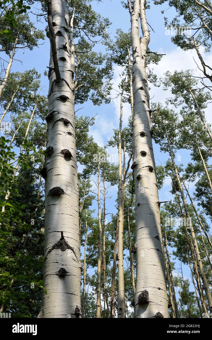 Vue sur un bosquet de grands tremble avec écorce blanche adossée à un ciel bleu. Banque D'Images