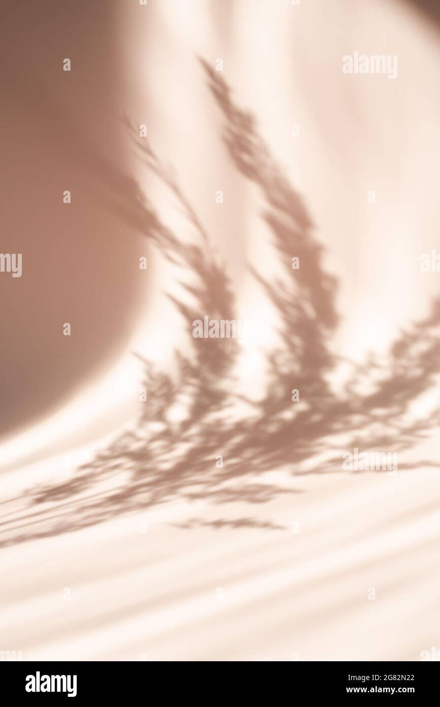 Arrière-plan abstrait avec des ombres naturelles de l'herbe de pampas sur un mur beige. Silhouette de roseau sur fond beige. Vertical - image Banque D'Images